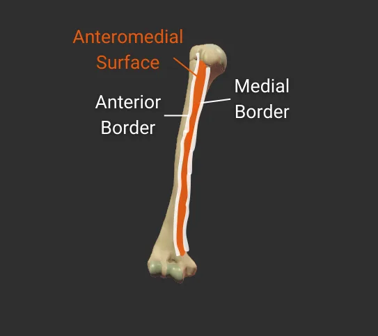 <span class='popup-term' data-popup-id='popup-anteromedial'>Anteromedial</span> Surface - anterior - isolated